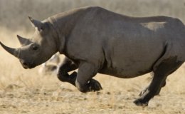 Running like a Rhino (Hold on, are rhinos fast?)