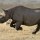 Running like a Rhino (Hold on, are rhinos fast?)
